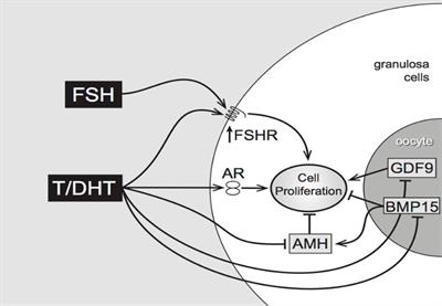 Subtle perturbations of ovarian steroidogenesis in patients classified as Poseidon Group 3. Which consequences for therapeutic strategy?